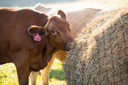 Livestock Round Bale Hay Net - 3" Holes