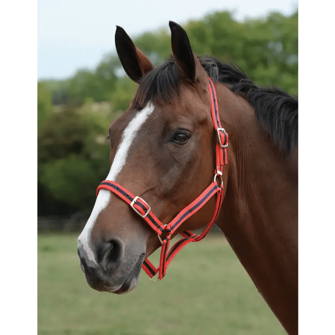 Roma Headcollar & Lead Set