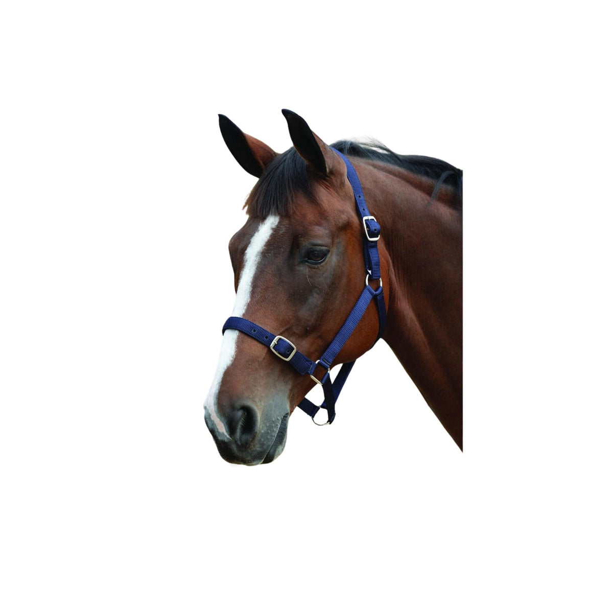 Roma Headcollar & Lead Set